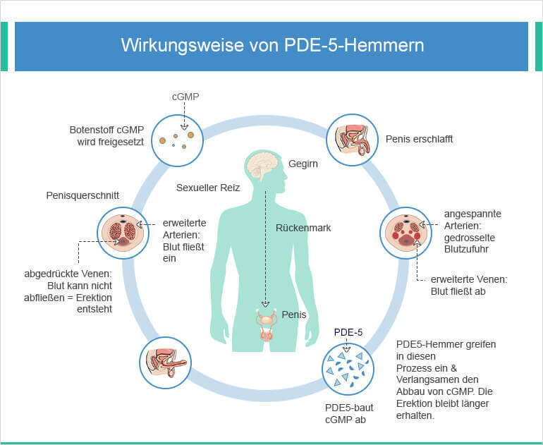 Wirkung PDE-5-Hemmer