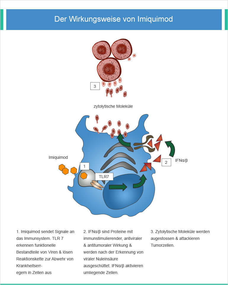 Wirkung von Imiquimod