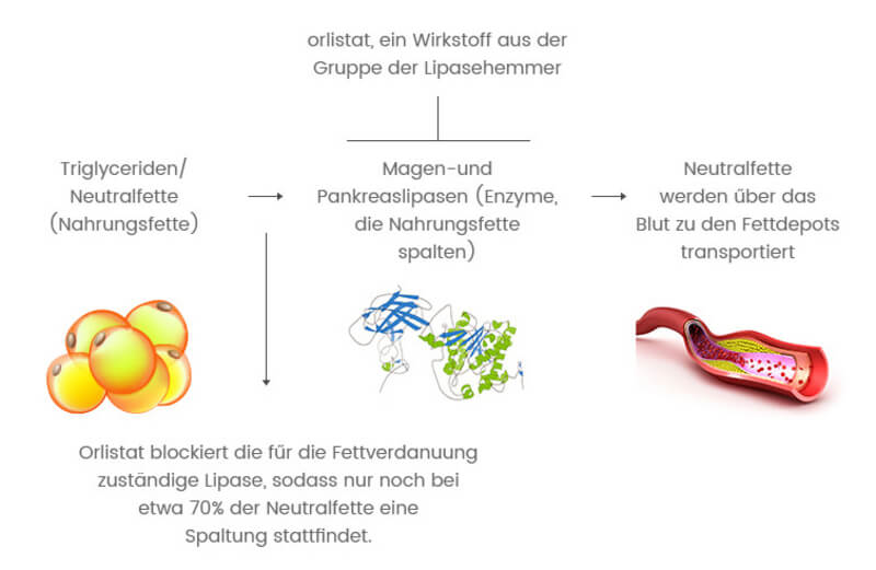 Wirkung von Orlistat