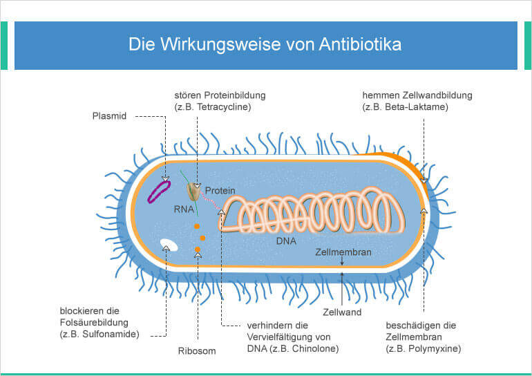 Wirkungsweise Antibiotika